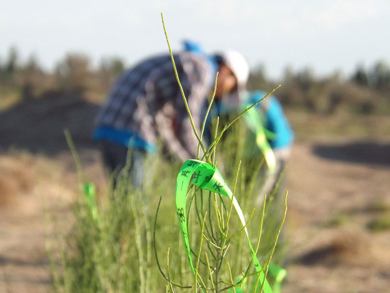 7��14����������ҁ��������֌���ٛ(z��ng)�ߵľG�z��ϵ��������������ͽz�����(y��ng)�����ҫ���W���Gɫ�Ĺ�â��