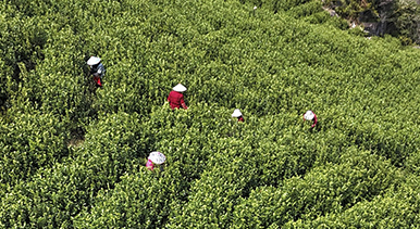 浙江樂清：早春采茶正當(dāng)時(shí)