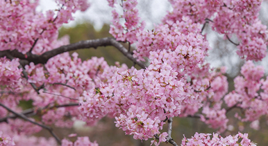 上海：顧村公園早櫻綻放