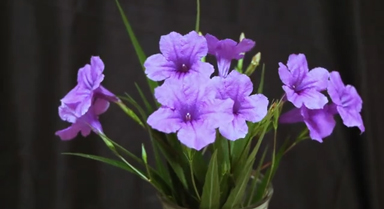 延時(shí)鏡頭下藍(lán)花草綻放如畫